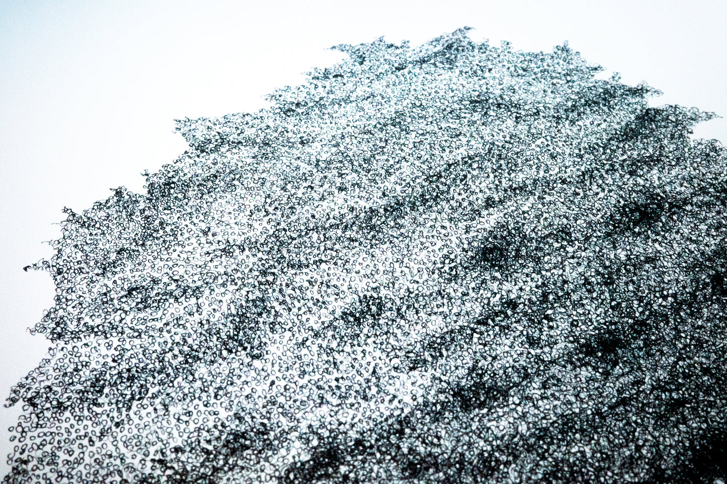 Evergreen Magnolia Print (Limited Run)